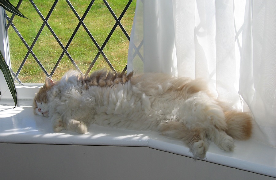 Barnaby seems to like the house!