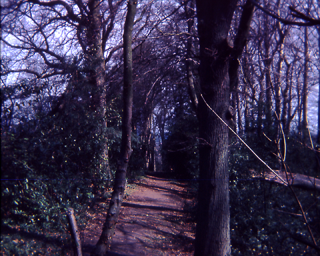 The nuns wood