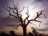 Warped tree